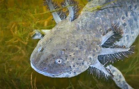 axolotl lehigh valley zoo