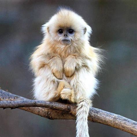 cutest monkey monkey breeds animals cute monkey