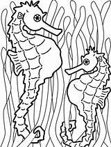 Coloring Seaweed Seahorse Pages Food Two Onto Hang Catch Kelp Color Colouring Fish Templates Outline Printable Play Painting Kidsplaycolor Cliparts sketch template