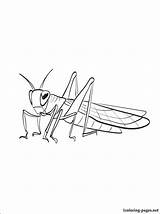Locust Coloring 750px 78kb sketch template