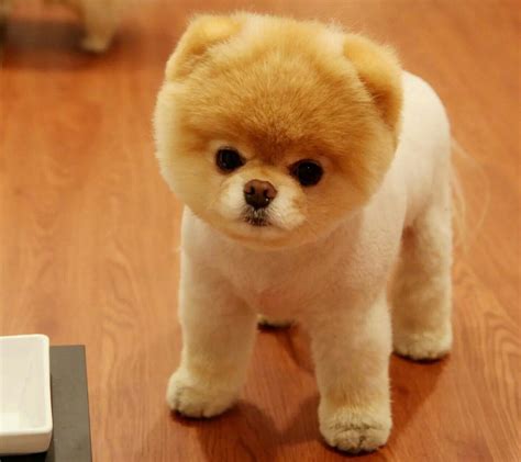 boo  cutest dog world cutest dog cutest dog  cutest puppy
