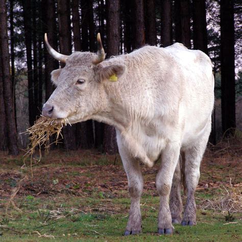 filecow eating straw  forestjpg wikimedia commons