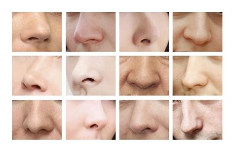 climate   driving factor  human nose shape