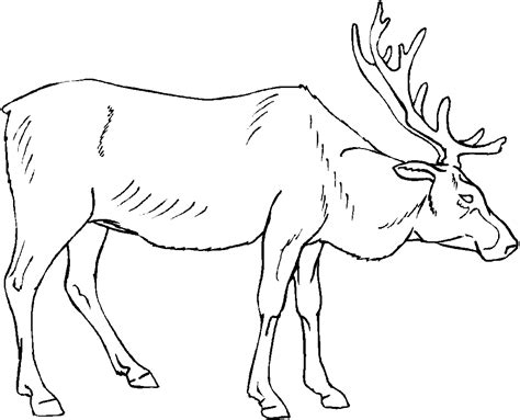 animal archives page     coloring pages  kids