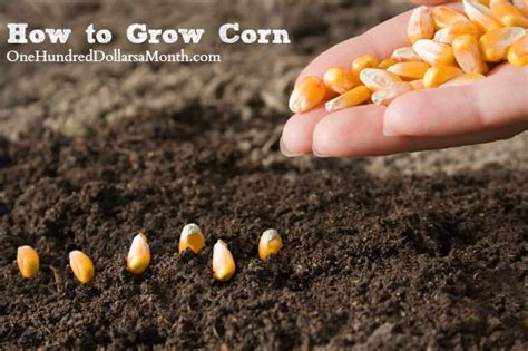 grow corn start  finish   dollars  month