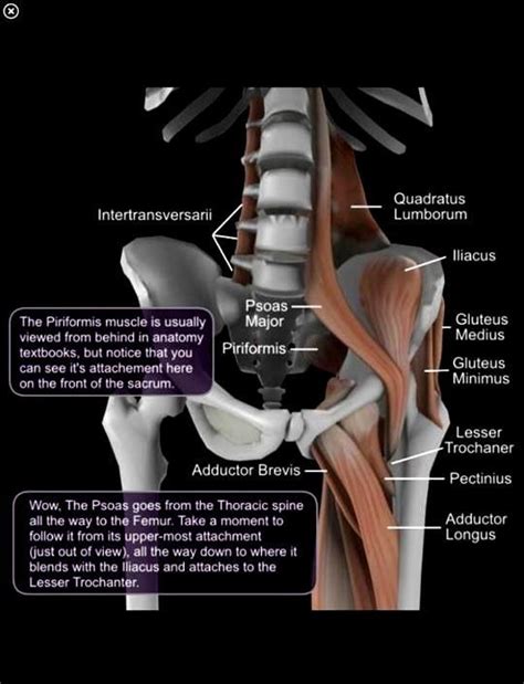 Pin By Penny Firestien On Pt Stuff Physical Therapy Massage Therapy