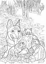 Coloring Cats Dogs Pages Cat Dog Book Adult Lovable Doverpublications Color Publications Dover Zentangle Animal Enlarge Click Choose Board Ch sketch template