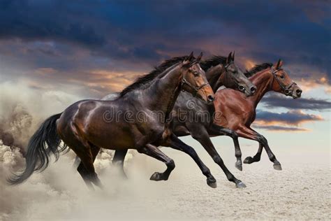 horses running   gallop stock photo image  chestnut fast