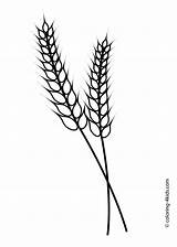 Coloring Printable Kids Wheat Pages Template Grass Rye Nature Clipart Barley Clip Templates Ear Communion Board First Farm Drawings Choose sketch template