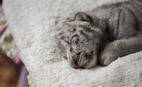 rejected  mother  rare white tiger cub    raised  humans