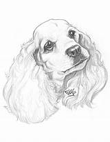 Cocker Spaniel Dog Easy Drawings Pencil Lps American Pages Search Yahoo Drawing Colouring Results Dogs Draw Animal Cockerspaniel Sketches Col sketch template