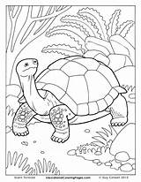 Coloring Tortoise Pages Galapagos Howler Colouring Drawing Monkey Color Book Kids Getdrawings Getcolorings Printable Charming sketch template