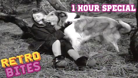 lassie  hour special lassie english full episodes youtube