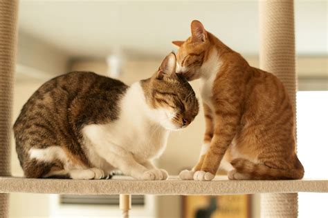 introduce  cats  manage    peace  home care