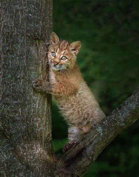 Bobcat Kitten Poses Against Tree Trunk Photograph By Galloimages Online