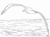 Albatross Coloring Wandering Pages Flight Drawing Printable Supercoloring Animal Animals Sketch Bird Template Getdrawings Desenho sketch template