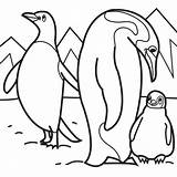 Coloring Penguin Pages Arctic Animals Kids Penguins Sheets Animal Printable Emperor Polar Baby Color Family Cute Colouring Their Preschool Snowshoe sketch template
