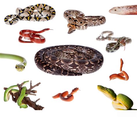 snake identification anatomy life cycle types  snakes