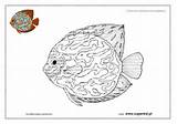 Akwariowe Rybki Kolorowanki Ryby Akwarium Kolorowanka Pomarańczowy Superkid Dla sketch template