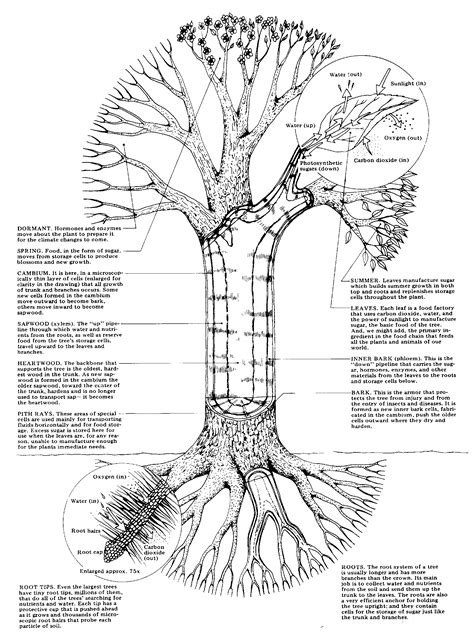 warners tree surgery tree fertilization