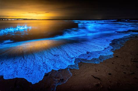 unbelievable bioluminescent beaches usa travel tips trends travel zone   western