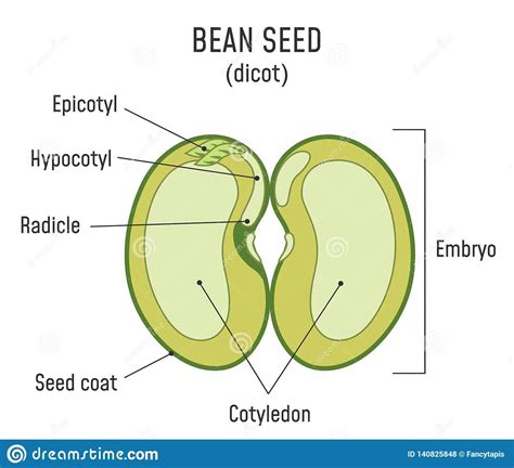 bisectional structure  bean seed  label diagram brainlyin