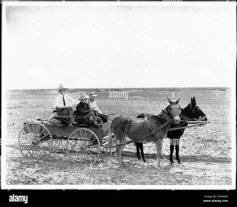 mule drawn wagon  res stock photography  images alamy