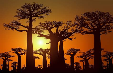 la magica avenida de los baobabs en madagascar onlyone africa