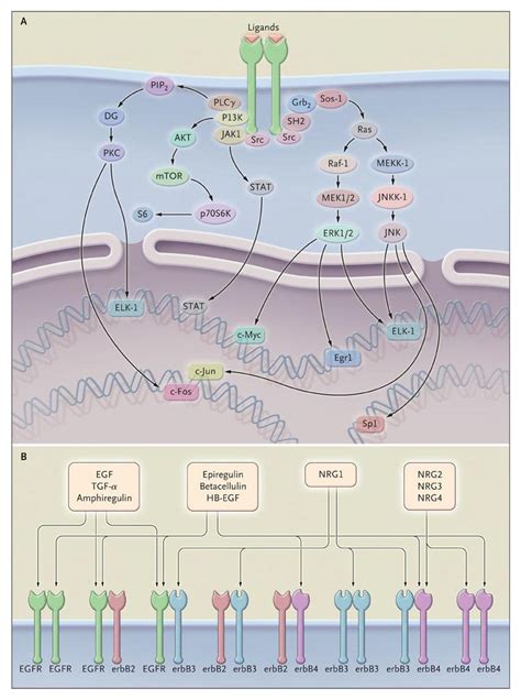 Recent Advances In Head And Neck Cancer Nejm