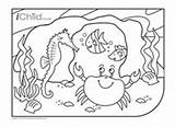 Colouring Pools Crab Tidepool sketch template