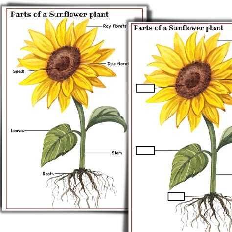 sunflower unit sunflower life cycle parts   sunflower nature study homeschool flowers unit