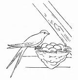 Coloring Bird Swallow Nest Pages Its Perched Female Eggs Tocolor Egg sketch template