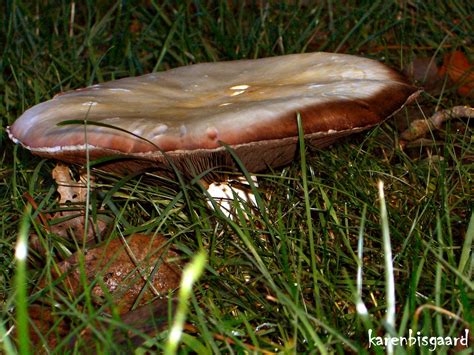 karens nature photography flat headed mushroom  lawn