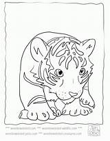 Coloring Tiger Baby Pages Cub Cute Cubs Print Color Kids Animals Wildlife Outline Sheets Colouring Tigers Printable Line Animal Echos sketch template