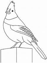 Coloring Pages Jay Blue Birds Recommended Printable sketch template