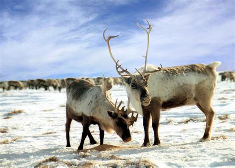 reindeer  life  animals