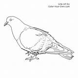 Pigeon Coloring Pages Colouring Rock Printable Drawing Preschool Bird Color Index Additions Newest Tweet Children Line Own sketch template
