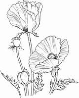 Coloring Poppies Poppy Color Pages Oriental Supercoloring Drawing Flowers Printable Flower Crafts Drawings Cute Kids Line Print Colour Embroidery Adults sketch template