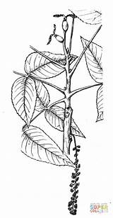 Walnut Eastern Coloring Branchlet Pages Printable Tree Supercoloring sketch template