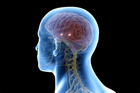 neuronale heilung zusammenarbeit  gehirn nervensystem lienhard