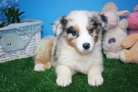 Australian Shepherd Puppies For Sale Long Island Puppies