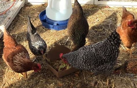 Top Dozen Egg Layers For Backyard Flocks In 2020 Backyard Flocks