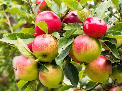 how to grow and care for apples lovethegarden