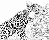 Leopard Colouring Card sketch template