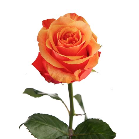 espana rose sami sacha flowers