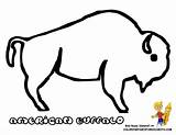 Buffalo Coloring Pages Clipart Easy Outline Printable Kids Bison Template Drawing American Print Color Indian Colouring Popular Line Coloringhome Pdf sketch template