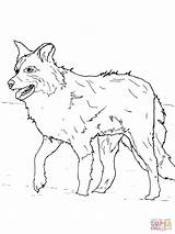 Collie Pomeranian Disegni Sheep Carnage Shrew Getcolorings Colorings sketch template