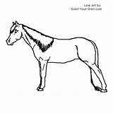 Coloring Tennessee Mare Horse Walking Pages Color Walker Drawings Index Designlooter Own 500px 78kb sketch template