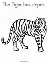 Tiger Coloring Stripes Pages sketch template