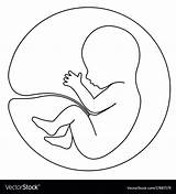 Womb Geburt Barriga Fetus Pregnancy Vectorstock Strichzeichnung Minimalist Vientre Panza Belly Silueta Pintura sketch template